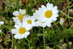 Anthemis arvensis incrassata
