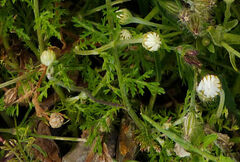 Anthemis arvensis incrassata