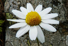 Anthemis arvensis incrassata