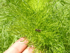 Brachygastra lecheguana