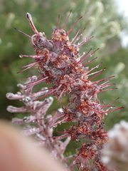 Paranomus bracteolaris