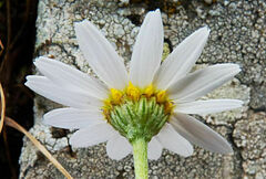 Anthemis arvensis incrassata