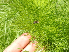 Brachygastra lecheguana