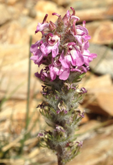 Pedicularis attollens