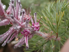 Paranomus bracteolaris