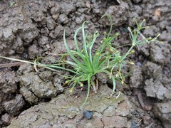 Fimbristylis griffithii