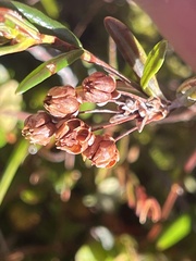 Kalmia polifolia