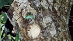 Psilopogon asiaticus