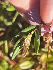 Kalmia polifolia