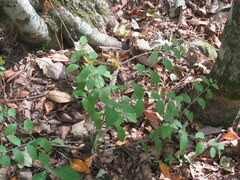 Lithospermum tuberosum