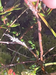 Kalmia polifolia