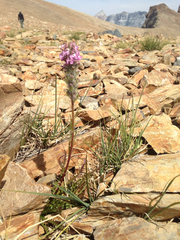 Pedicularis attollens