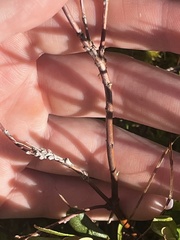 Kalmia polifolia