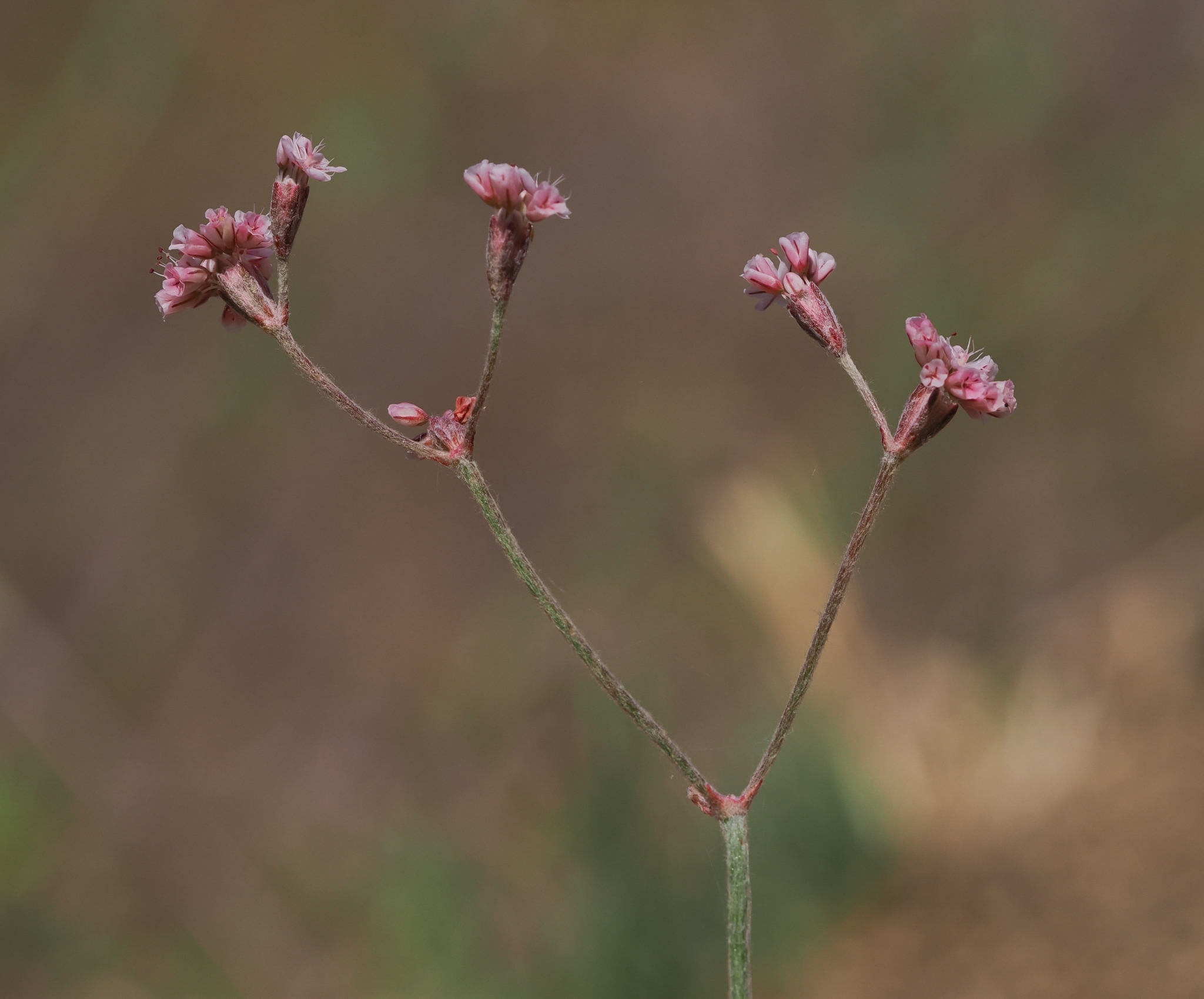 Eriogonum truncatum