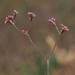 Mount Diablo Buckwheat - Photo (c) David Greenberger, some rights reserved (CC BY-NC-ND), uploaded by David Greenberger
