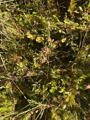 Kalmia polifolia