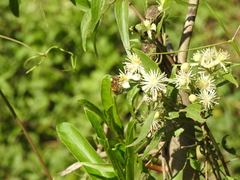 Clematis montevidensis