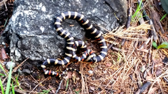 Lampropeltis zonata