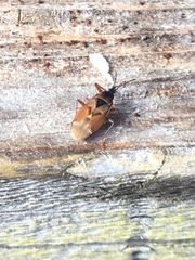 Gastrodes abietum