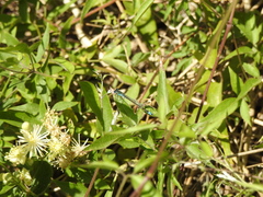 Ischnura fluviatilis