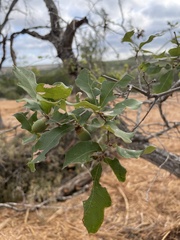 Quercus sinuata breviloba