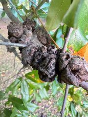 Callirhytis quercuspunctata