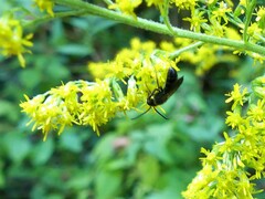 Lasioglossum fuscipenne