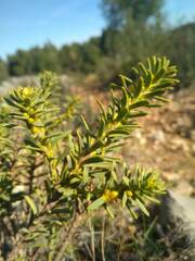 Thymelaea tinctoria