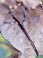 Neuroterus floccosus