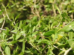 Myrapetra