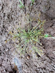 Fimbristylis griffithii