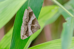Poaphilini