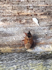 Gastrodes abietum