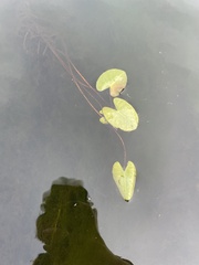 Nymphoides cordata