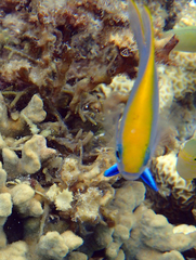 Neoglyphidodon melas