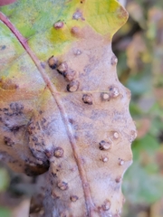 Neuroterus floccosus