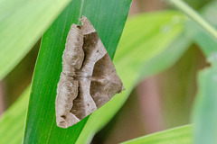 Poaphilini