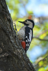 Dendrocopos syriacus