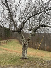 Prunus armeniaca