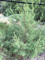 Cupressus sargentii