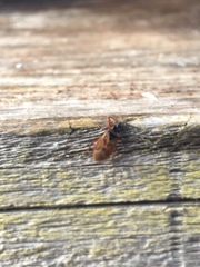 Gastrodes abietum