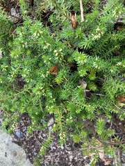 Erica carnea
