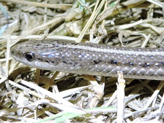 Tropidoclonion lineatum