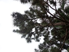Pinus luchuensis