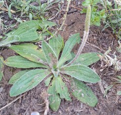 Plantago