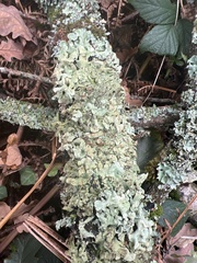 Hypogymnia tubulosa