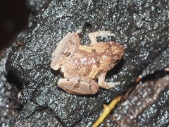 Microhyla superciliaris