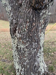 Prunus armeniaca