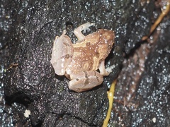 Microhyla superciliaris