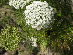 Cosmoclopius poecilus